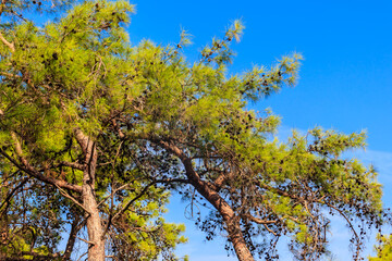 Turkish pine tree (Pinus brutia) against blue sky