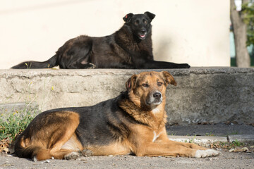 Stray dogs on the street. Urban animal lifestyle. Loneliness and sad emotions.