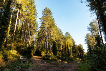 Fototapeta premium bivio nel bosco tra due sentieri 