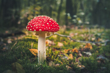 Close-Up Surface Level Of Mushroom
