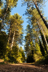 alberi in autunno lungo un sentiero nel bosco