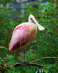 Roseate Spoonbill Stock Photos. Roseate Spoonbill close-up view profile perched displaying  pink feather plumage wings in its environment and habitat with blur foliage background. Image. Picture. 