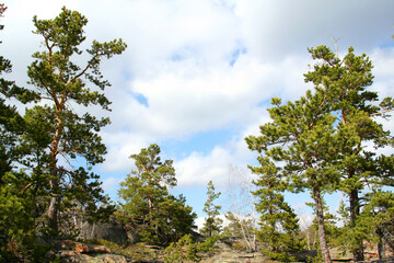 landscape of green forest