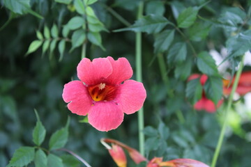 Pink flower in the garden