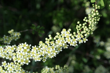 white flowers