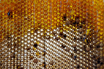 Drop of bee honey drip from hexagonal honeycombs