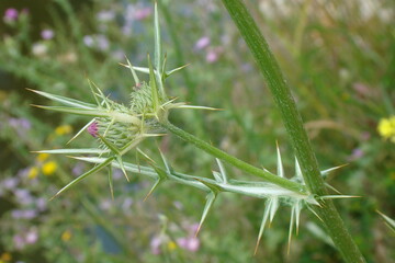 Syrian Thistle (Notobasis syriaca)