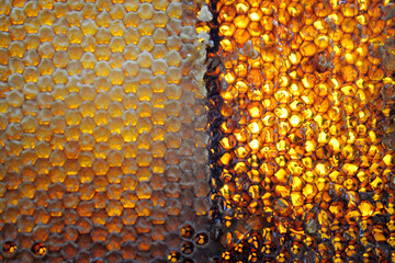 Drop of bee honey drip from hexagonal honeycombs