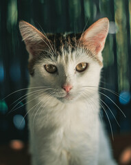Chat