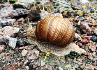 Small garden snail in shell crawling on wet road, slug hurry home