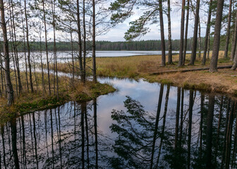 autumn landscape by the lake, dark tree silhouettes, reflected in the water of the bog lake, autumn