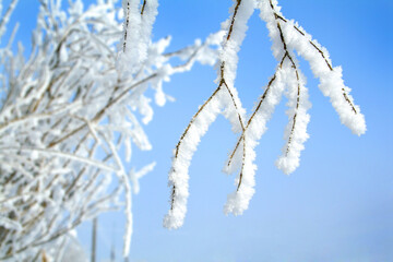 Tree in snow