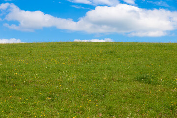 Fototapeta na wymiar Landscape with green grass and blue sky.