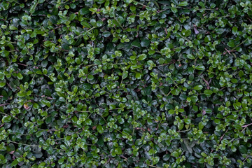 Tree with small green leaves