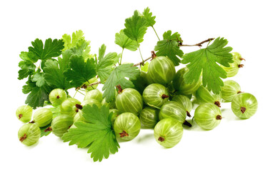 Gooseberries with Leaves on white Background Isolated