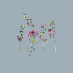Pink verbascum. Wildflowers. A bouquet of garden flowers. Botanical vector illustration. Floral design