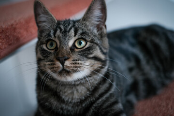 one  gray house cat lies lazy on a stair