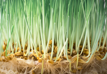 Wheat with sprouts and roots close-up. Side view. The concept of healthy food, Superfoods.