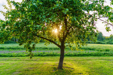 Fototapeta na wymiar sunset behind apple tree in garden with sun rays