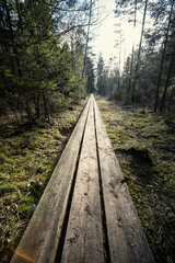wooden boardwalk trail in green forest