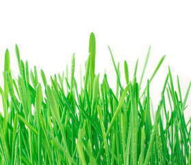 Grass background, green juicy grass on a white background with space to copy. Side view.