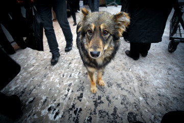 Lonely abandoned stray dog standing among people passing by 