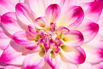 Obraz na płótnie Canvas Dahlia flower