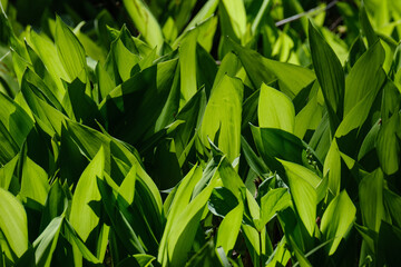 Fototapeta premium beautiful green summer plant leaf on dark background