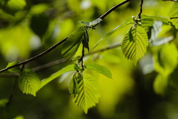 beautiful green summer plant leaf on dark background