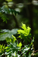 beautiful green summer plant leaf on dark background