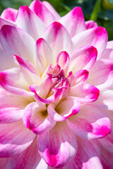 Fototapeta na wymiar Dahlia flower