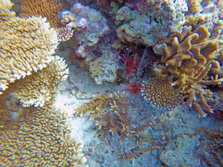 Lion fish