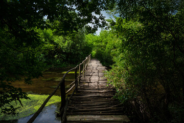 Old wooden bridge over the river in the forest.