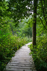 Obraz premium wooden boardwalk trail in green forest