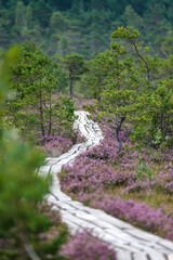Fototapeta premium wooden boardwalk trail in green forest