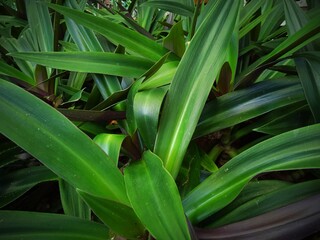 Obraz premium green and yellow