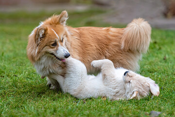 a small Golden Retriever puppy plays with Welsh Corgi Pembroke in a green meadow