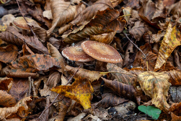 Mushroom in the autumn forest. Natural mushroom growing in the forest ..