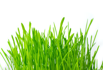 Fototapeta premium Green fresh grass on a light background. Side view. Concept of spring backgrounds.