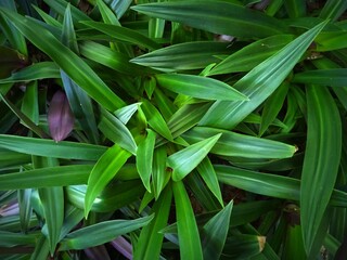 Obraz premium leaves