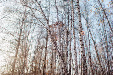 Birch forest in late autumn with fallen leaves