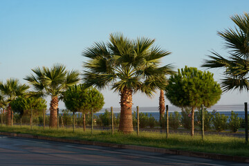Fototapeta na wymiar Palm trees against blue sky, Palm trees at tropical coast near road