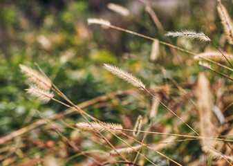 Fototapeta premium Wild Dried Up Foxtail Flowers