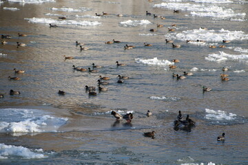 Fototapeta premium Ducks On The River, Gold Bar Park, Edmonton, Alberta