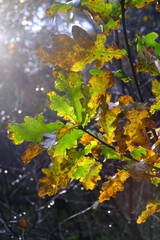 Leichter Nebel am Morgen im Wald