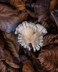 Weißer Pilz im Herbstlaub