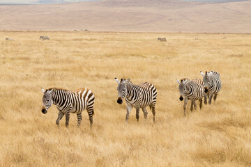 Fototapeta na wymiar Zebras on Ngorongoro Conservation Area crater, Tanzania