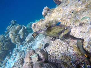 Titan trigger fish