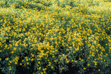 Yellow flower field.Tree Marigold or Maxican sunflower field (Dok buatong in thai ) at chiang rai province north of thailand.