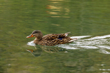 small mallard duck swimming in river